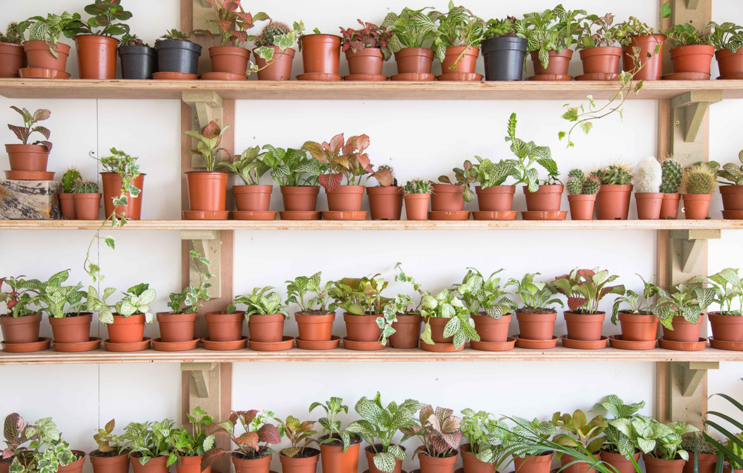London Terrariums