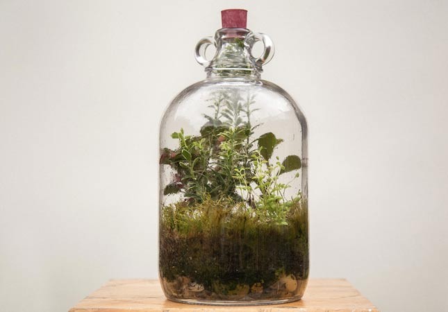 Terrarium Garden under glass workshop