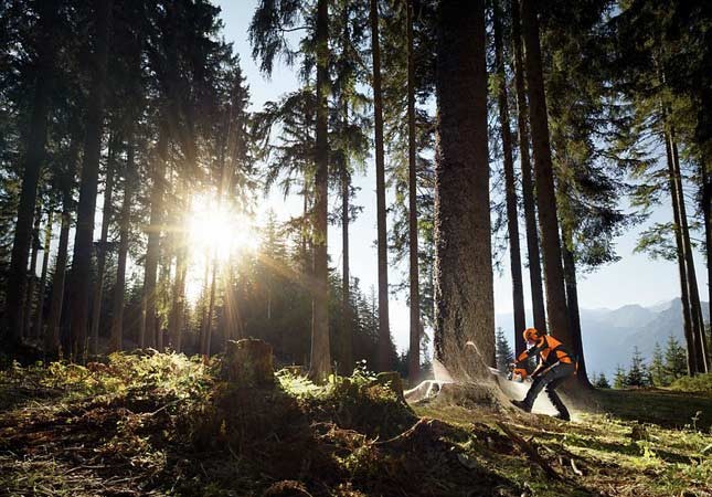 Grown in Britain Celebration of Wood