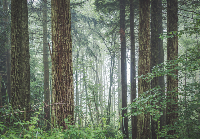 Sustainably managed forest where they harvest sustainable woods