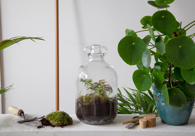 Terrariums by London Houseplants