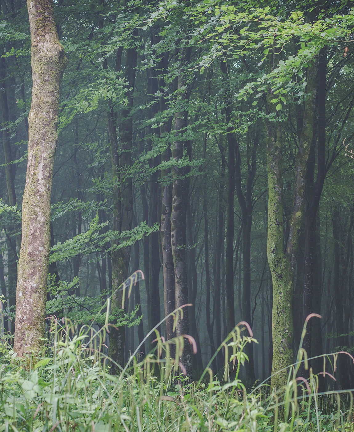 If You Go Down To The Woods Today