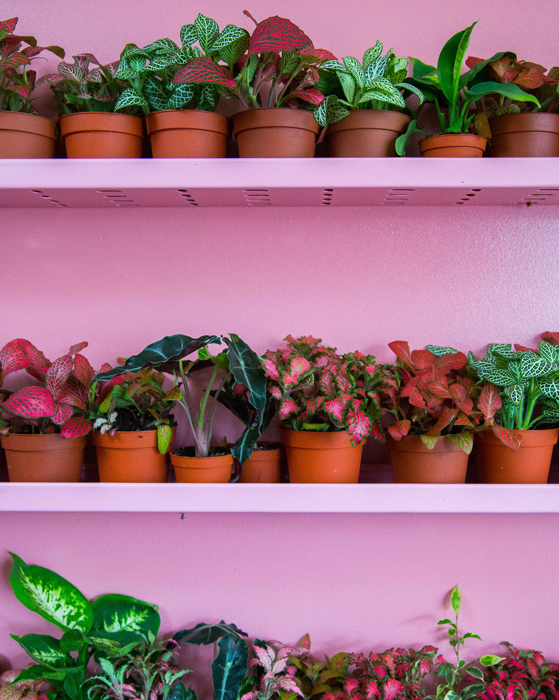 In The Studio: London Terrariums