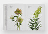 Flower Colour Guide (2018)