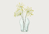 Seeds Glass Vase