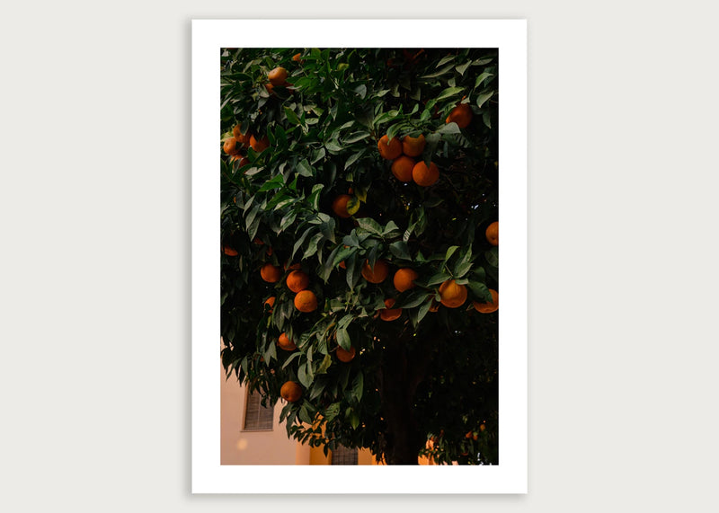 Joel Davies - Naranjas Sevilla Print 50cm x 70cm