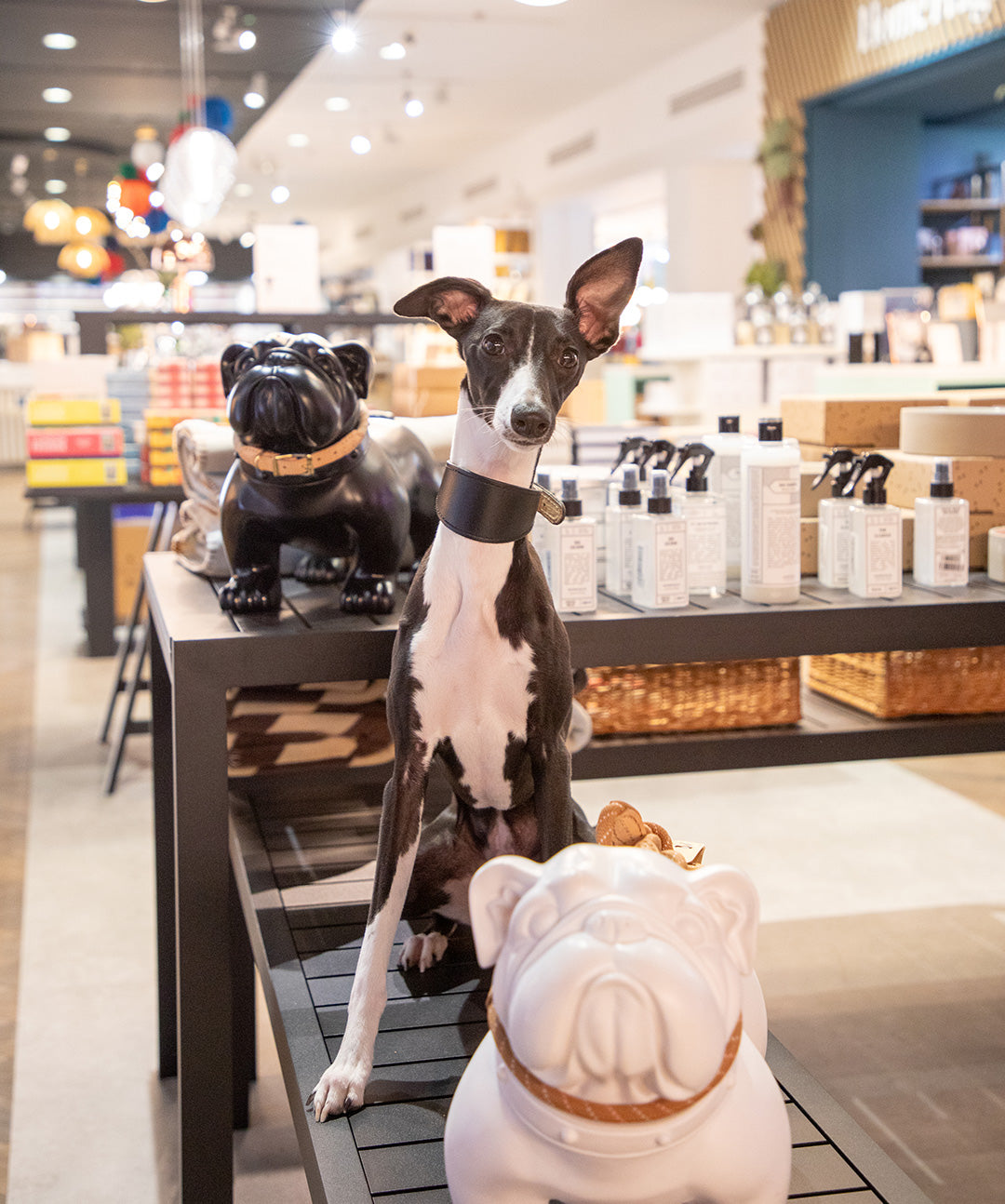 Heal's Tottenham Court Road store interior with dog sitting on bench