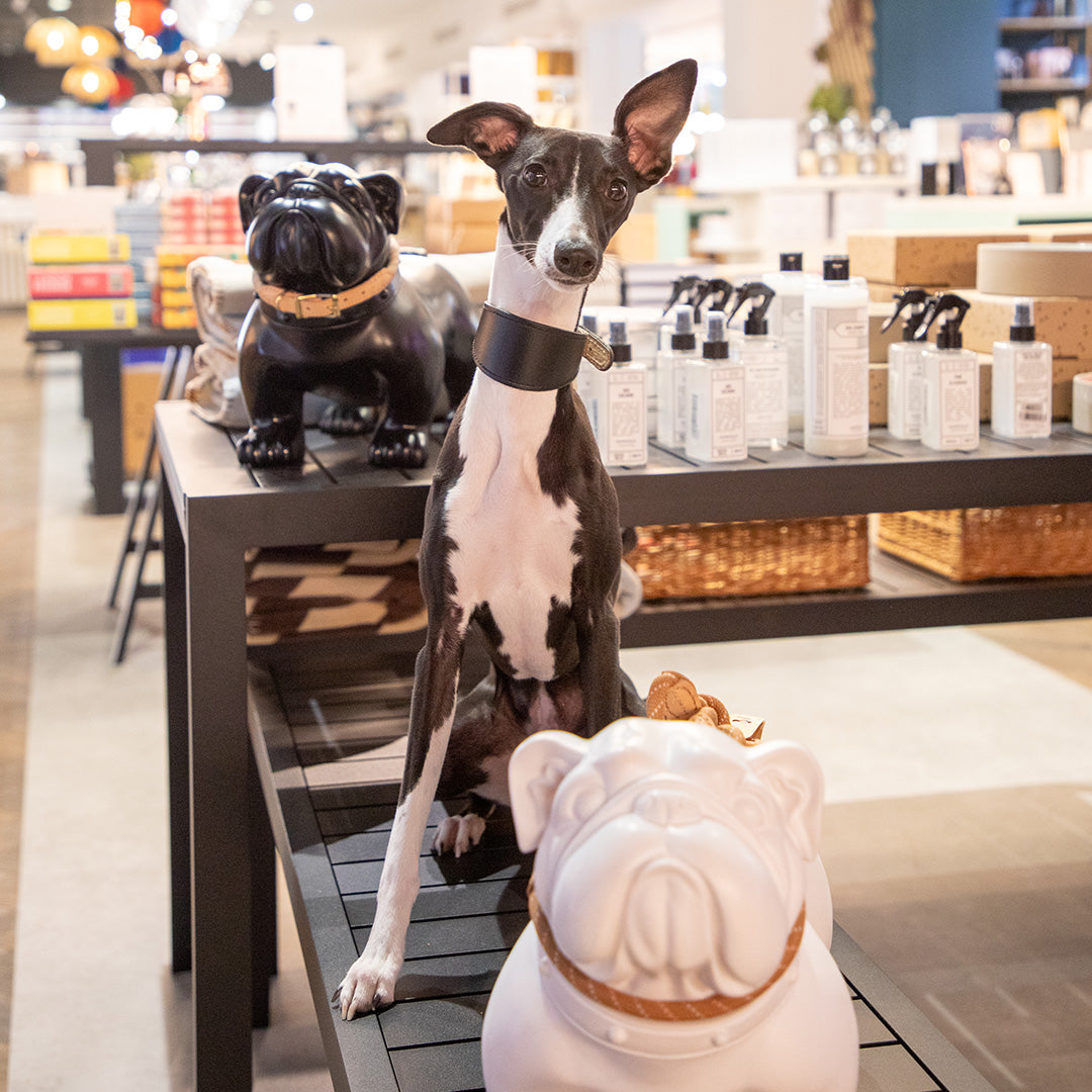 Heal's Tottenham Court Road store interior with dog sitting on bench