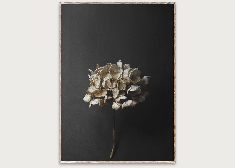 Still Life 04 (Hydrangea) by Pia Winther 30 x 40cm Print