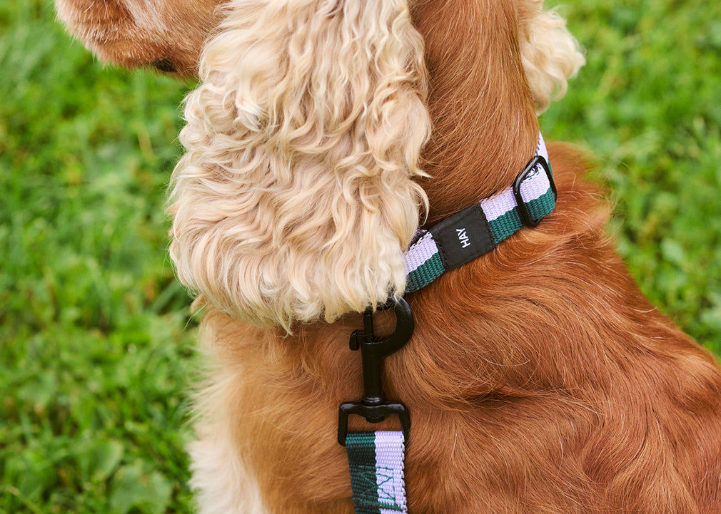 HAY Dog Collar Flat Lavender & Green / Large