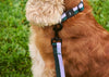 HAY Dog Leash Flat Lavender & Green