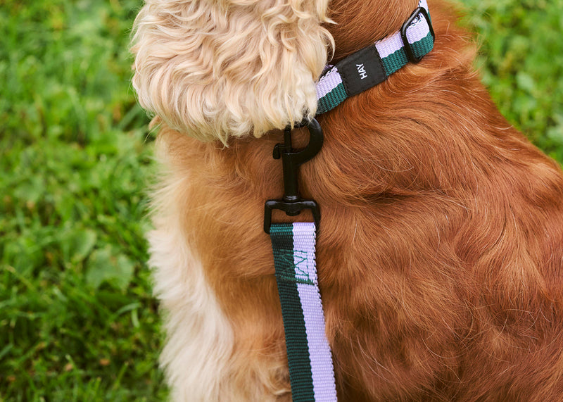 HAY Dog Leash Flat Lavender & Green