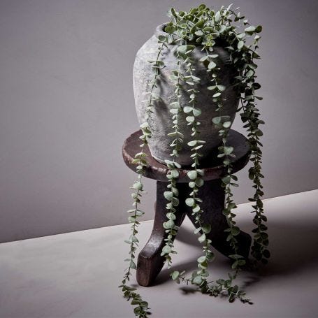 Eucalyptus Trailing