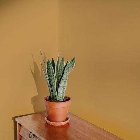 House Points Flat Matt Paint