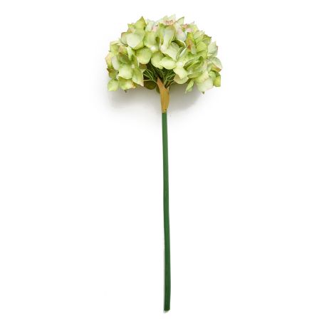Hydrangea Moss Green