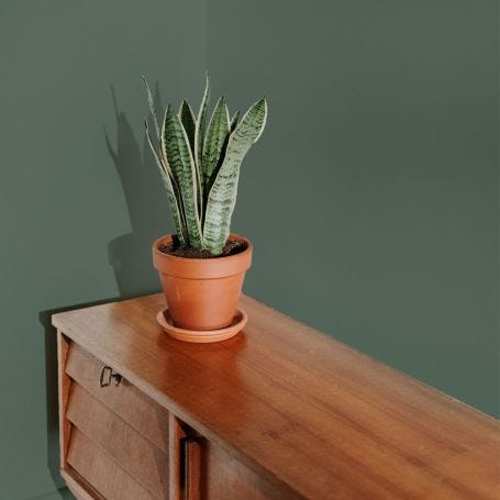 Mansard Flat Matt Paint