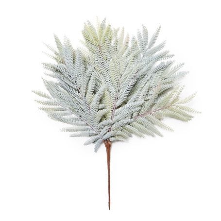 Mimosa Grass