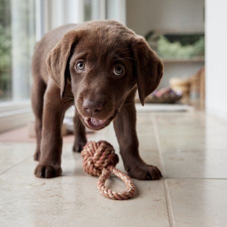 Otto Rope Dog Toy