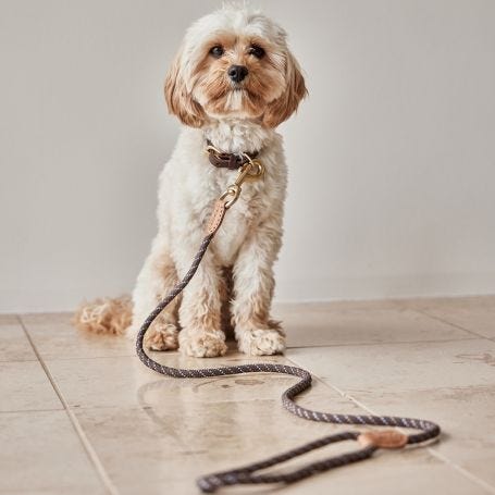 Perry Dog Leash
