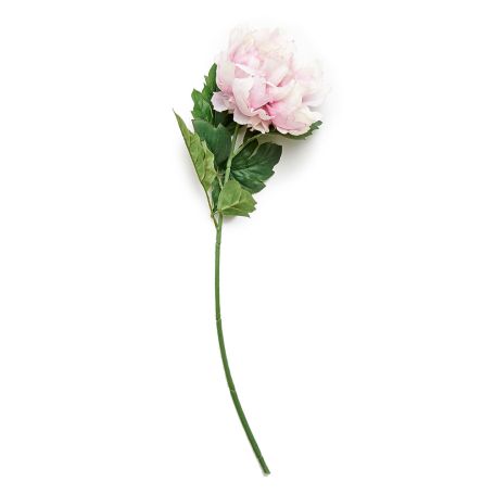 Peony Rouge
